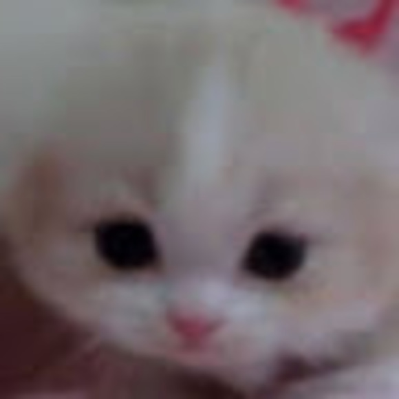 Meet your Posher, Momo - Picture 1 of 1